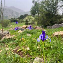 Wie immer finden sich schöne Blumen und Pflanzen (Schwertlilie),..