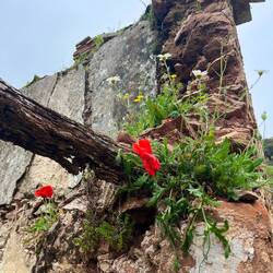 ..die auch keinen Halt vor zusammenfallenden Gebäuden machen.