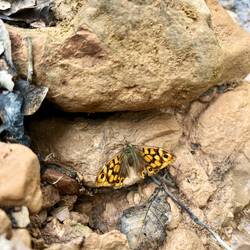 Ein sogenanntes Waldbrettspiel flattert umher.