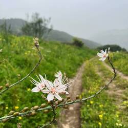 Meine Lieblingspflanze bleibt aber der Weiße Affodill.