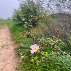 Apropos komische Namen: Hundsrose..