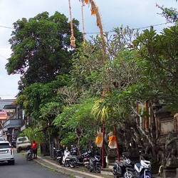 Penjor poles