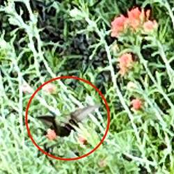 Ein Kolibri!