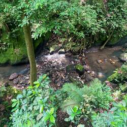 Wie viele Affen siehst du?