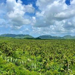 Coconut Trees View Deck