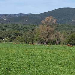 Kühe, ich sah auch eine Weide mit Schweinen, Freilandhaltung