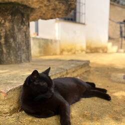 ..nur mehr einige Streunerkatzen🐈‍⬛