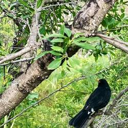 ..Amseln einen Lebensraum.