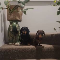 Frank & Lola warten "zuhause" auf uns