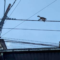 Kapuzineräffchen in Puerto Misahuallí