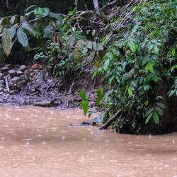 Kaiman - wurde in Gefangenschaft gehalten und entdeckt, als der Besitzer verstorben ist