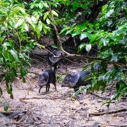 Wildschweine - dürfen sich hier zur Bestandserhaltung vermehren und werden regelmäßig ausgewildert