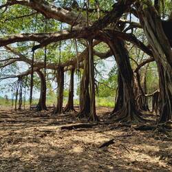 El árbol que camina