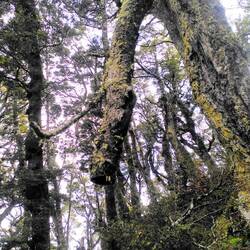 Hoffentlich hängt der Baum fest im anderen, denn es geht direkt drunter durch...