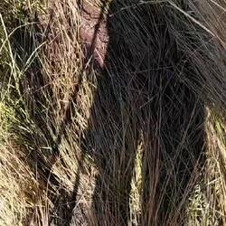 Unter dem Tussock-Gras lauern schlammige Gefahren
