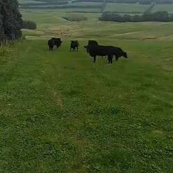 Da mu(h)ss man durch