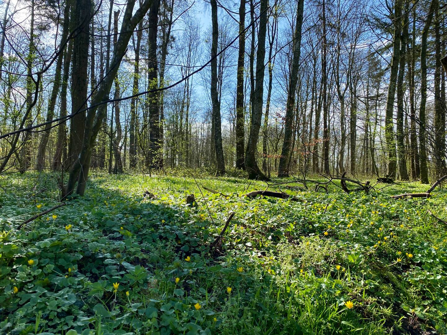 Morgentau auf einer verwunschenen Waldwiese