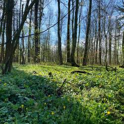 Morgentau auf einer verwunschenen Waldwiese