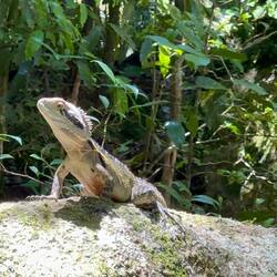 Australischer Wasserdrache