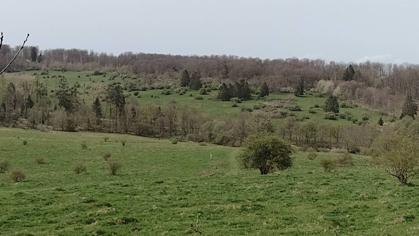 Die Gallowayrinder glänzen mit Abwesenheit