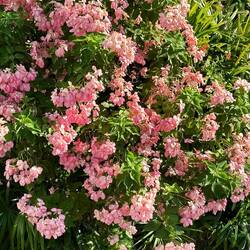 Unter uns blühts so schön