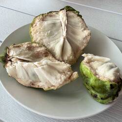 Eine Lieblingsfrucht von Chris. Ein Zimtapfel, der nach Weihnachten schmeckt.