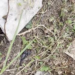 The scorpion was unimpressed