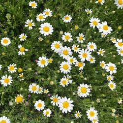 (Keulige Flügelfruchtkamille)