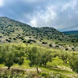 ..Olivenhaine und durchaus..