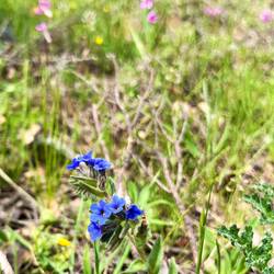 (Kretische Hundszunge)