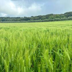 Die Landschaft ist geprägt von Gerstenfeldern,..