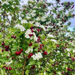 (Eingriffeliger Weißdorn)