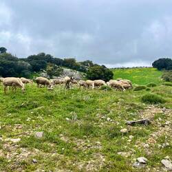 ..einem Schäfer mit seiner Herde begegne.
