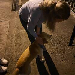 Der Hund von Carlos🦮🐶