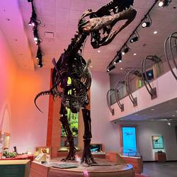 Scottie, the largest Tyrannosaurus Rex fossil in the world!