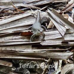 Telfair's Skink