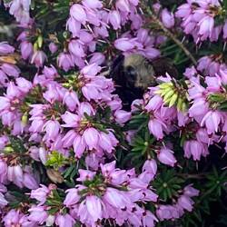 Wer findet die Hummel? 🐝