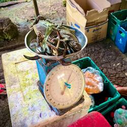 1,3kg Krebs für 1200pst