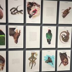 A video of the animal and bird portraits in the Death By Man exhibit.