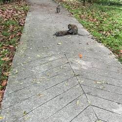Cute monkeys playing on the path next to the Salvation Army.