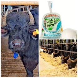 Wasserbüffel in Paestum