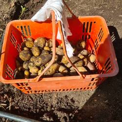 Das einzige Gold, das ich gefunden habe.