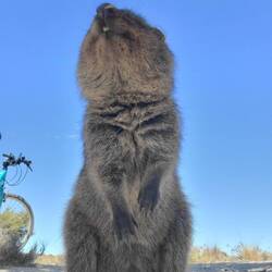 Quokka von unten
