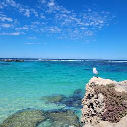 Türkisblaues Wasser inklusive Möwe