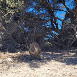 Ein Quokka