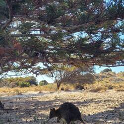 Quokka