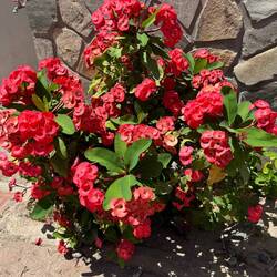 Toller Weihnachtskaktus