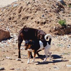 Elli ist läufig und findet Pelle ganz nett! 😱