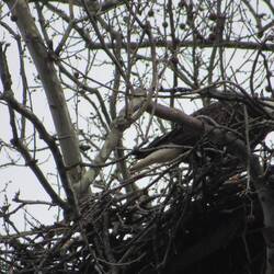 Enlarge the photo to see the Eagle more clearly.