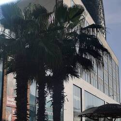 Der Inhalt von Einkaufsmalls ist hier genau so schäbbig, wie zu Hause, aber die Palmen sind echt 😁